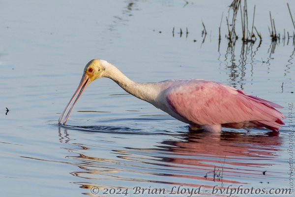 St Marks NWR_2019_10_02 - Spoonbill, Roseate (1)