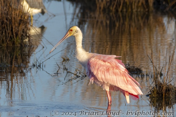 St Marks NWR_2019_10_02 - Spoonbill, Roseate (2a)