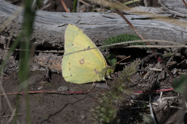 Sulphur, Clouded Day-03 Vancouver 2022-09-17 544