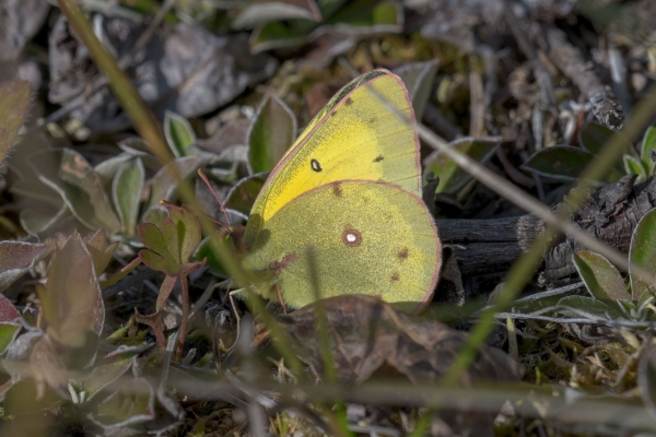 Sulphur, Clouded Day-10 Jasper Moab Lake 2022-09-24 166