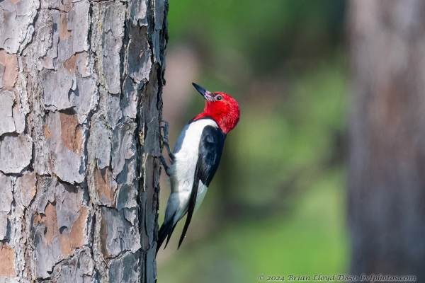 TT Lep Count 2024-06-10 - Woodpecker, Red-headed (1a)