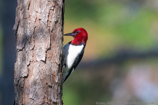 TT Lep Count 2024-06-10 - Woodpecker, Red-headed (2a)