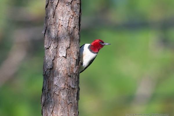 TT Lep Count 2024-06-10 - Woodpecker, Red-headed (3)