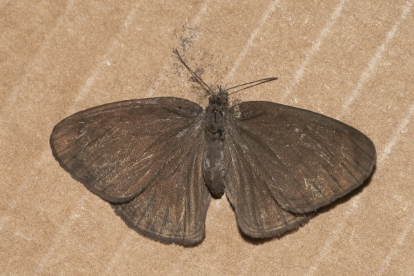 Poss Intricate Satyr - Forewing only as field mark
