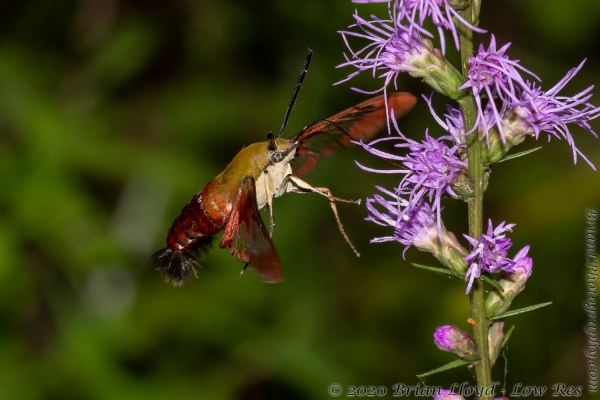 Tay-BBHickoryMnd_2020_09_20 - Moth, HUmmingbird, Clearwing (2)