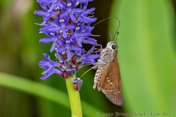 Tay-BBHickoryMnd_2020_09_20 - Skipper, Brazilian (1)