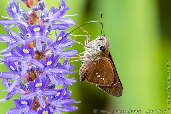 Tay-BBHickoryMnd_2020_09_20 - Skipper, Brazilian (2)