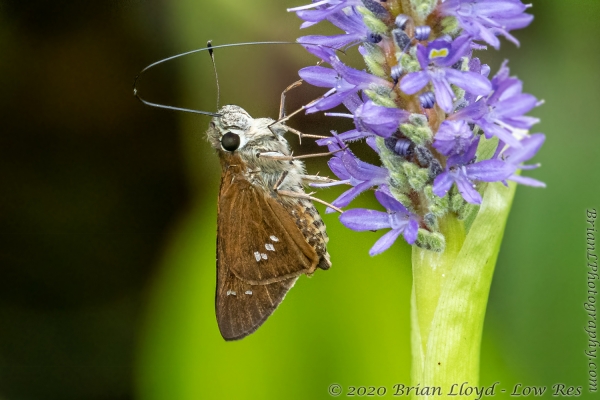 Tay-BBHickoryMnd_2020_09_20 - Skipper, Brazilian (4)