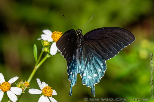 Tay-BBHickoryMnd_2020_09_20 - Swallowtail, Pipevine