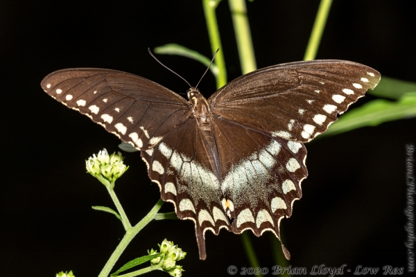 Tay-BBHickoryMnd_2020_09_20 - Swallowtail, Spicebush