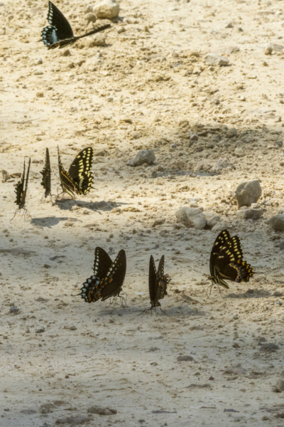 Taylor_BigBend_SpringCreek_2016_06_12 - Swallowtails mineralizing (1)