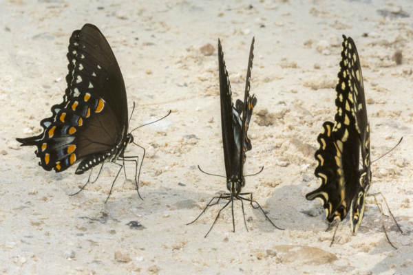 Taylor_BigBend_SpringCreek_2016_06_12 - Swallowtails mineralizing (5)
