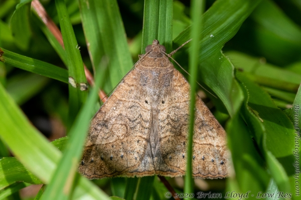 TlhMikeParrish_2020_08_26 - Moth, Owlet, Small Mocis (Mocis latipes)