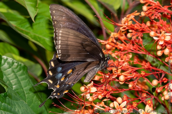 TlhMikeParrish_2020_08_26 - Swallowtail, E Tiger (F black morph)
