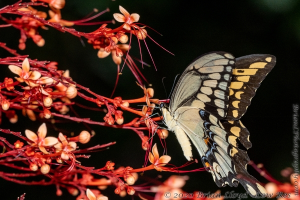 TlhMikeParrish_2020_08_26 - Swallowtail, Giant (1)