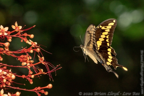 TlhMikeParrish_2020_08_26 - Swallowtail, Giant (2)