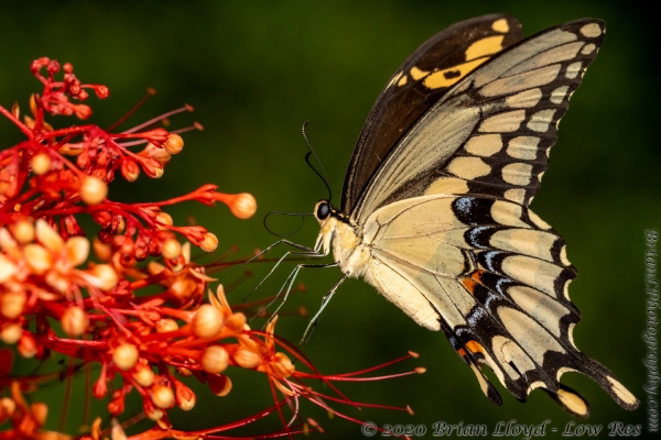 TlhMikeParrish_2020_08_26 - Swallowtail, Giant (5)