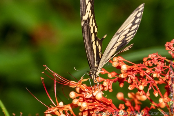 TlhMikeParrish_2020_08_26 - Swallowtail, Giant (6)