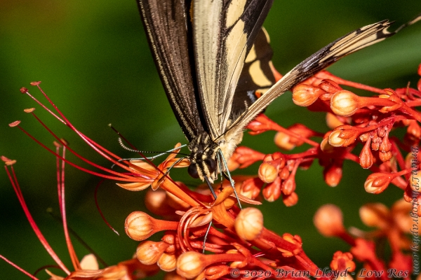 TlhMikeParrish_2020_08_26 - Swallowtail, Giant (7)