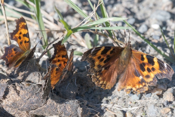 Tortisaeshell, Compton with Milbert's Day-06 Clearwater Waterfalls 2022-09-20 184