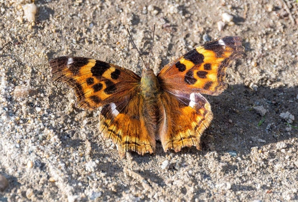 Tortoiseshell, Compton Day-05 Clearwater Waterfalls 2022-09-19 221