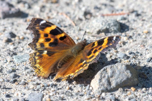 Tortoiseshell, Compton Day-06 Clearwater Waterfalls 2022-09-20 154