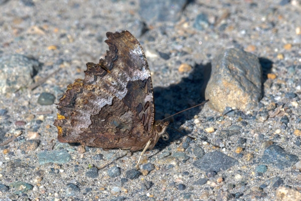 Tortoiseshell, Compton Day-06 Clearwater Waterfalls 2022-09-20 163