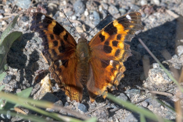 Tortoiseshell, Compton Day-06 Clearwater Waterfalls 2022-09-20 190