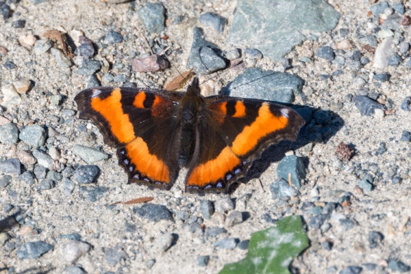 Tortoiseshell, Milbert's Day-04 Kamloops-Clearwater 2022-09-18 30