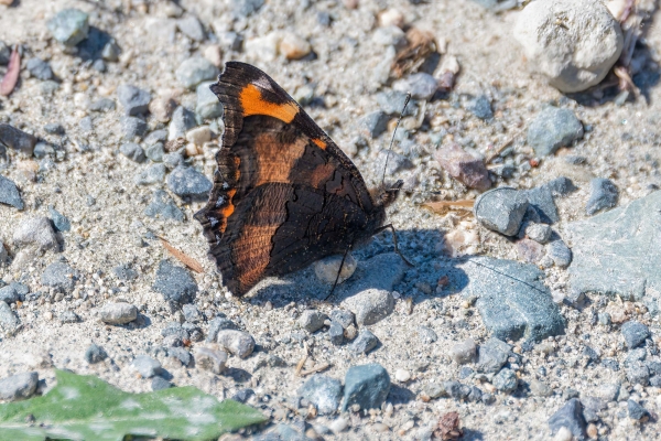 Tortoiseshell, Milbert's Day-04 Kamloops-Clearwater 2022-09-18 40