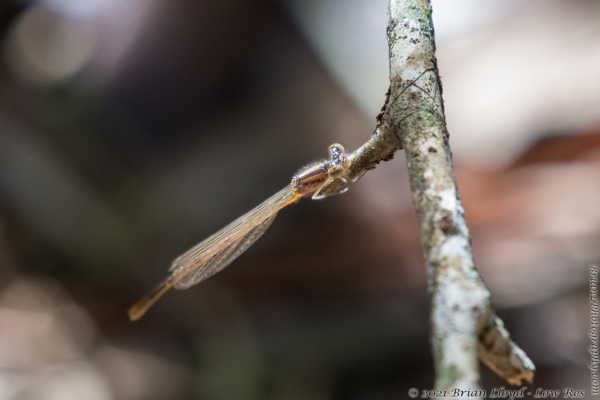 Trout Pond, TLH 2022-03-25 - Damselfly