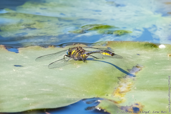 Trout Pond, TLH 2022-03-25 - Dragonfly, Clubtail, Clearlake (14)