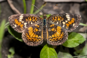 Phaon *