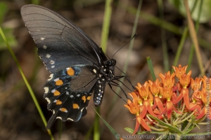 TwinRiversSP_2020_06_16 - Swallowtail, Pipevine