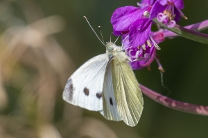 White, Large (Pieris brassicae) 