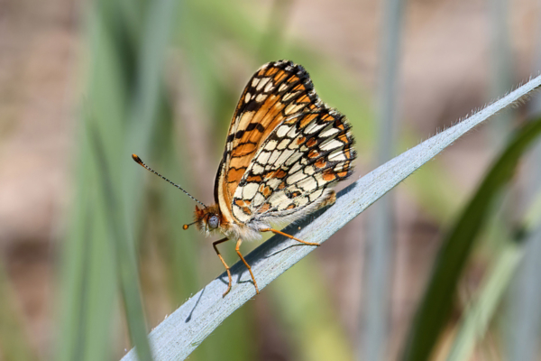 UT Day03 Lambs Canyon Rd 2021-06-17 - Checkerspot, but which (1)