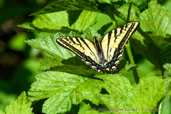 UT Day03 Lambs Canyon Rd 2021-06-17 - Swallowtail, Two-tailed@0.5x