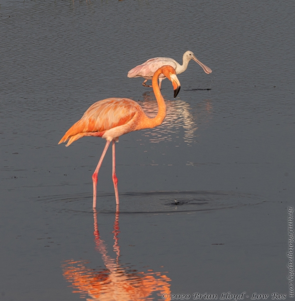 Wak-St Marks NWR_2020_10_15 - Flamingo, American (295)