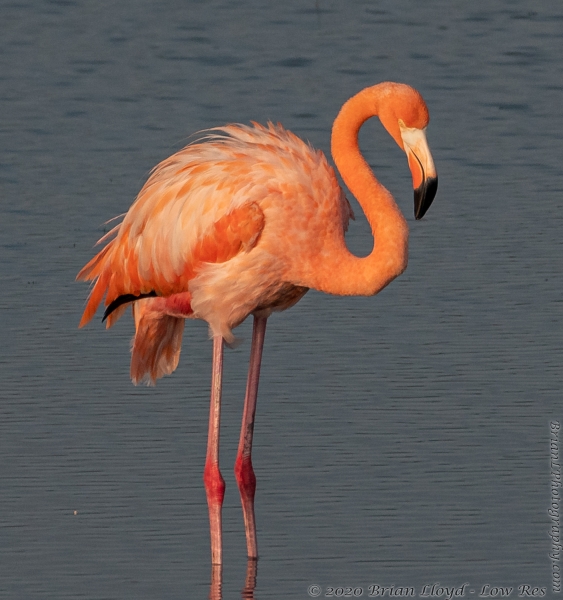 Wak-St Marks NWR_2020_10_15 - Flamingo, American (422)_1