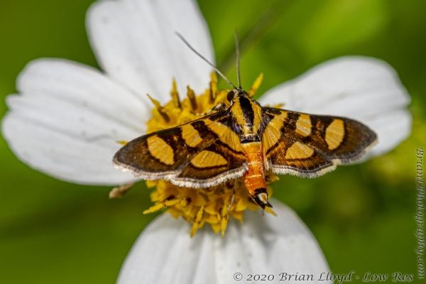 Wak-StMrkPanacea_2020_09_18 - Moth, Orange-spotted Flower (Syngamia florella)-FS