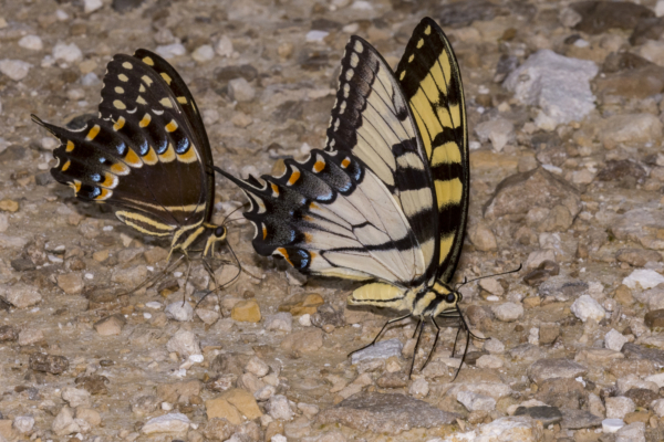 Wak_BradwellBay_2018_08_15 - Swallowtails, Black and E Tiger