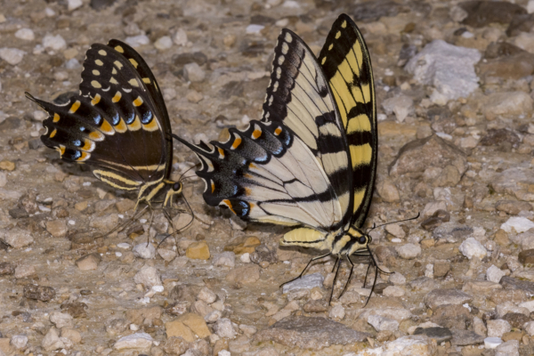 Wak_BradwellBay_2018_08_15 - Swallowtails, Palamedes and E Tiger