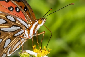 Wak_StMarks NWR_2019_08_31 - Fritillary, Gulf (1a)