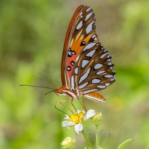 Wak_StMarks NWR_2019_08_31 - Fritillary, Gulf (2a)