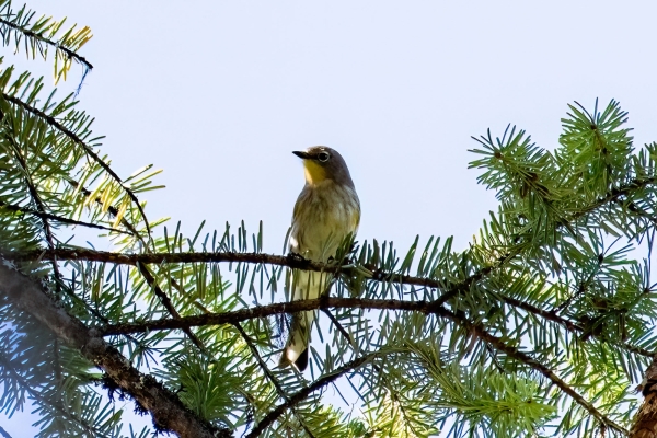 Warbler, Yellow-rumped Day-04 Kamloops-Clearwater 2022-09-18 95-1