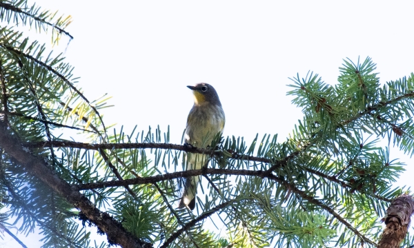 Warbler, Yellow-rumped Day-04 Kamloops-Clearwater 2022-09-18 95