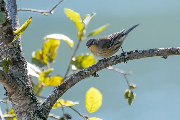 Warbler, Yellow-rumped Day-06 Clearwater Waterfalls 2022-09-20 37