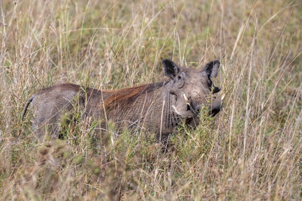 Warthog D07 Serengeti C Nyumbani 231012 093036