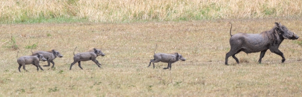 Warthog D10 Serengeti N Nyikani 231015 133638-1_