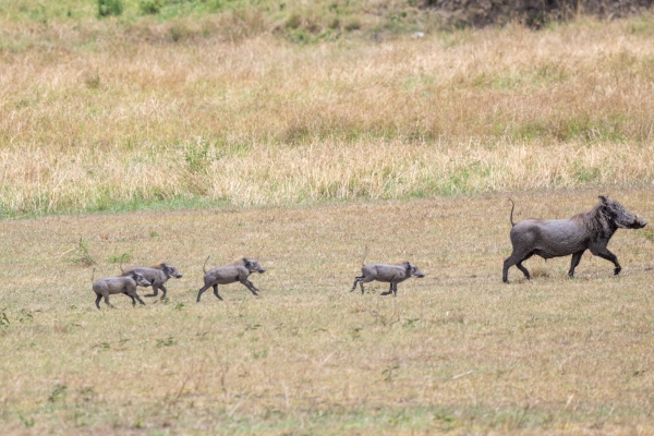 Warthog D10 Serengeti N Nyikani 231015 133638_